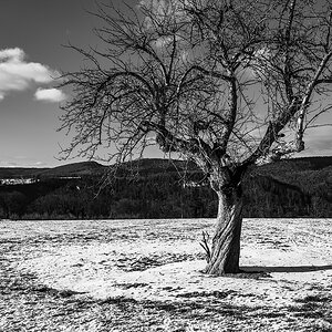 Baum.jpg