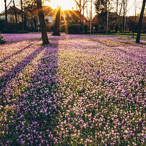 Krokusblüte