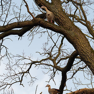 Nilgans in Eiche.jpg