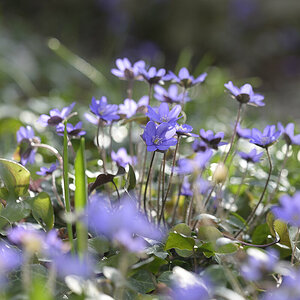 Leberblümchen_Z810570_16x24.jpg