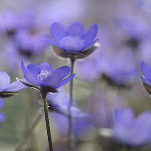 Leberblümchen_Z810573_16x24.jpg