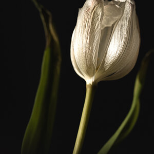 Tulipan
