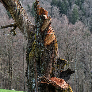 Baum-3_L1003164_12.jpg