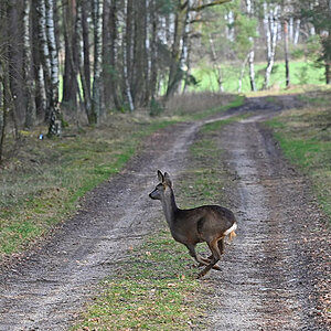 Wildwechsel 3.jpg