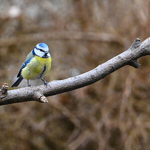 Blaumeise_Zweig.jpg