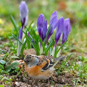 BergfinkFrühling.jpg