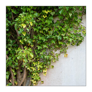 69/365 Birdy – Evergreen © 2026 Sabine Lommatzsch