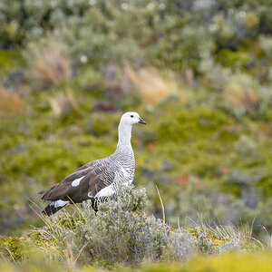 2024-02-21 39 Upland Goose.jpg