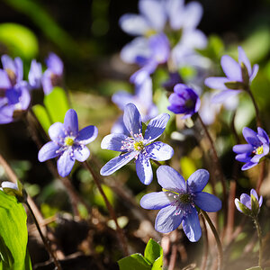 Leberblümchen.jpg