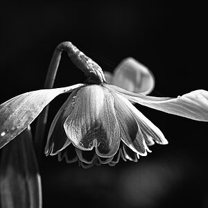 Kleines Schneeglöckchen_BW_2.jpg