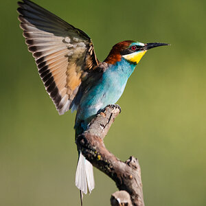 BeeEater.jpg