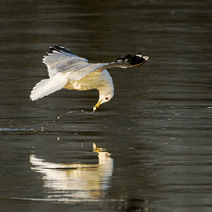 NZ9_4386_Möwe hat gefischt_IA_3_2026.jpg