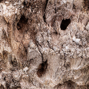 Holz.jpg