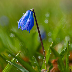 Blauglöckchen.jpg