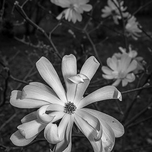 Stern-Magnolie