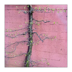87/365 Soccer Mommy – Thinking Of You © 2026 Sabine Lommatzsch