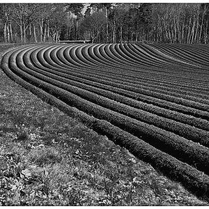 Kartoffelacker 1_BW.jpg