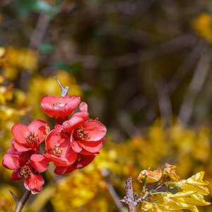 DSCF2901.jpg