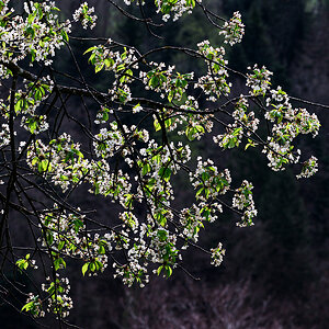 Kirschblüte.jpg