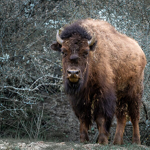 Bison