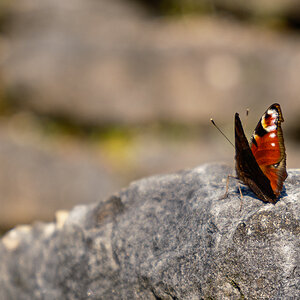 DSCF2952.jpg