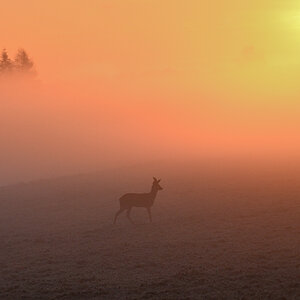 WKZ_0355_NF.JPG