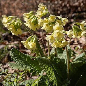 Wald-Schlüsselblume