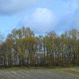 Feldgehölz im Frühling.jpg