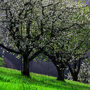Frühling.jpg
