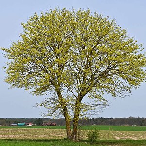 Frühlingsahorn.jpg