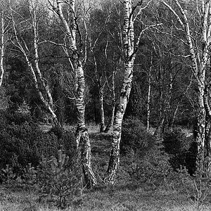 Heidefrühling_BW.jpg