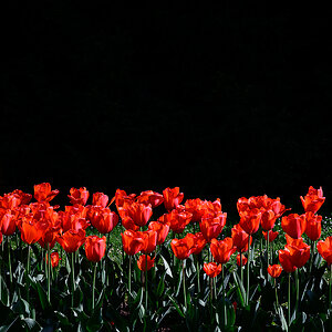 Tulpen.jpg