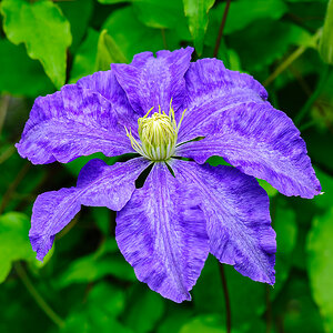 Clematis-Lasurstern.jpg