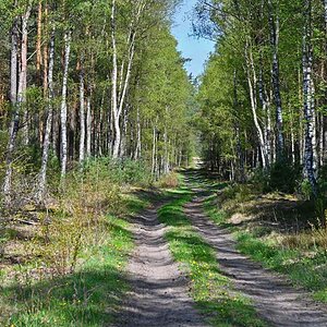 Waldweg im Frühling 2.jpg