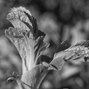 _Z509094_DxOA_SWxl_1.jpg