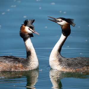 GreatCrestedGrebes.jpg