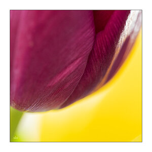 95/365 Lissie feat. Bre Kennedy – Flowers © 2026 Sabine Lommatzsch