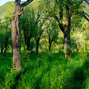 DSCF0242.jpg