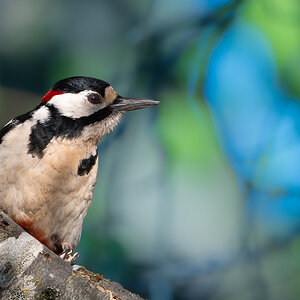 MrWoodpecker.jpg