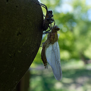 Libelle.jpg