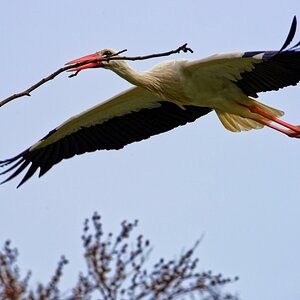 Storch mit Horstbaumaterial II.jpg