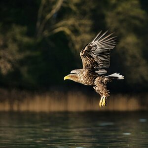 Seeadler 3