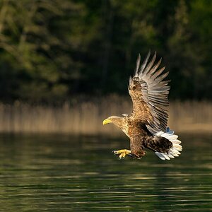 Seeadler 4