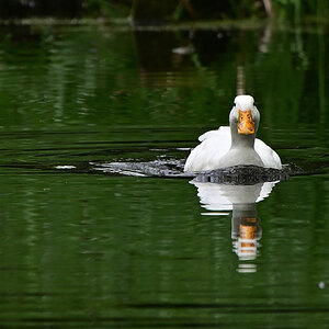 Ente