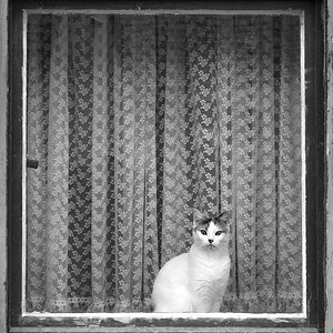 FA0_9231sw.jpg
