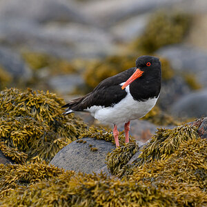 NZ9_2629_Austerfischer_Schottland_IA_7-2024.jpg