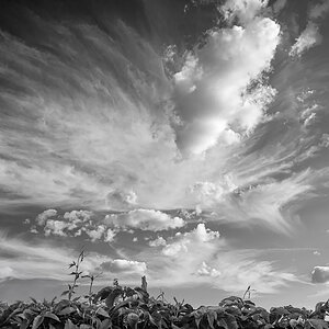 OF2_31621sw.jpg