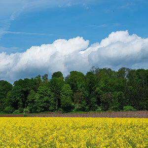Rapsfeld.jpg