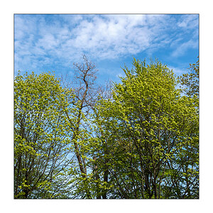 117/365 R.E.M. – Near Wild Heaven © 2026 Sabine Lommatzsch