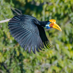 Helmhornvogel.jpg